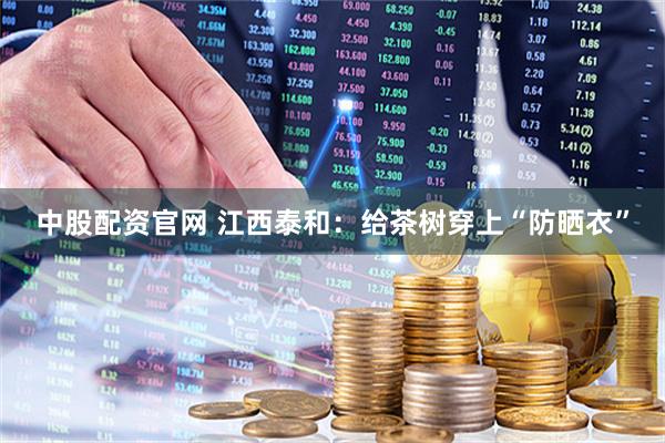 中股配资官网 江西泰和：给茶树穿上“防晒衣”
